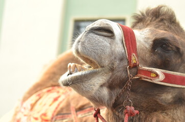 Camel moans with pleasure.Emotional portret of camel.