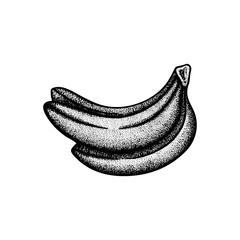 Bananas. Bananas bunch engraving style drawing isolated on white background. Bananas bunch dotted, vintage style sketch drawn illustration. Part of set.