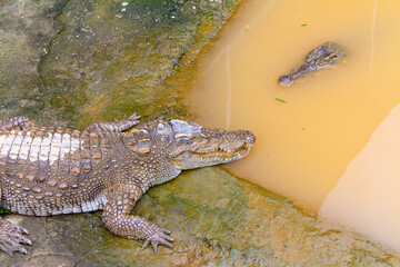 crocodile