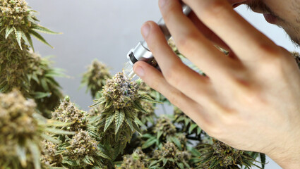 Scientist examining cannabis plant with magnifier. Medical marijuana production. Trichomes research. TCH and CBD oil