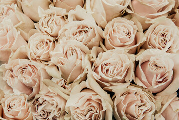 Big bunch of fresh cream roses in bouquet close up texture background 