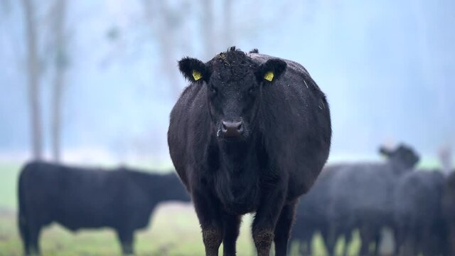 Black German Angus cow herd grazing on pasture grassland in cold winter