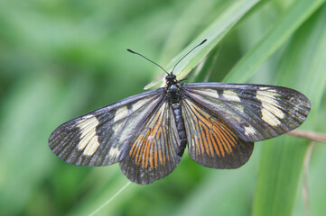butterfly on leaf