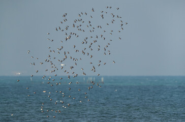 Dunlins flying at Busiateen coast of Bahrain