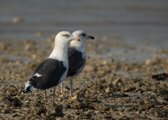 A pair of Lesser Black-backed Gulls at Busaiteen coast, Bahrain