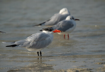 Caspian tern with black-headed gulls at the backdrop, Busaiteen coast, Bahrain