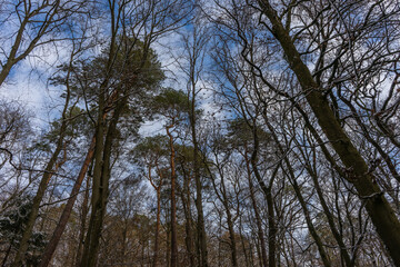 Schöner, verschneiter Wald im Kraichgau, Deutschland
