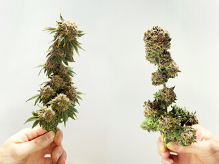 Before and after cannabis trimming. Marijuana cultivation. White background. 