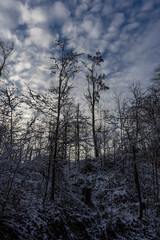 Schöner, verschneiter Wald im Kraichgau, Deutschland