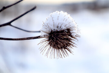 Dry inflorescence of burdock, covered with snow, close-up