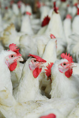 Broiler breeder chickens on a poultry farm.