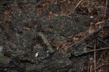 ants drag their prey, муравьи тащат добычу