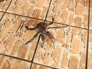 グアムの調理前の生きているヤシガニ（ココナッツクラブ）