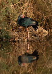 Grey-headed Swamphen preening with dramatic reflection ion water at Asker Marsh, Bahrain