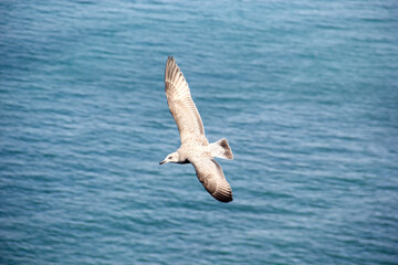 Möwe im Flug am Meer.