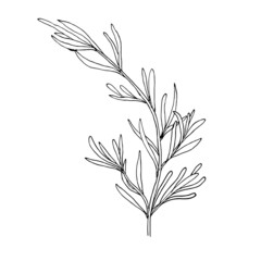 Hand drawn rosemary herb on white background