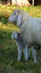 Mountain sheep with lamb (Ovis aries) on mountain trail