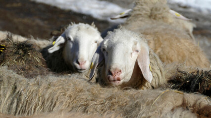 Herd of mountain sheep (Ovis aries) in high mountains