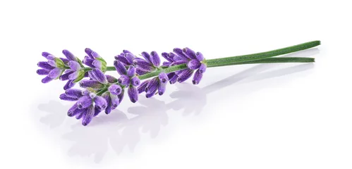 Tuinposter Lavender flowers isolated on white background © OSINSKIH AGENCY
