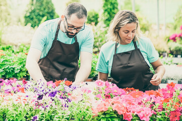 Two serious professional gardeners caring petunia flowers and standing outdoors. Concentrated...