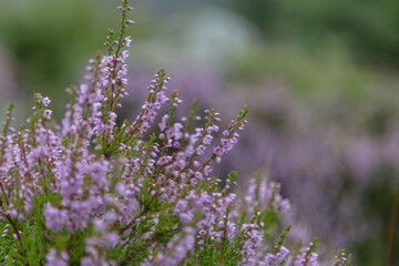 Image with flowers.