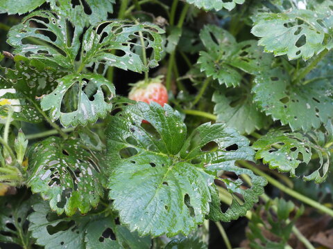 A Strawberry Plant With The Leaves Showing Many Holes Due To Pest Damage