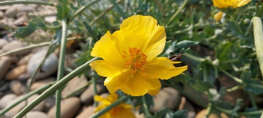 Low-growing yellow garden flower, garden care.