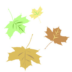 Autumn leaves on a white background