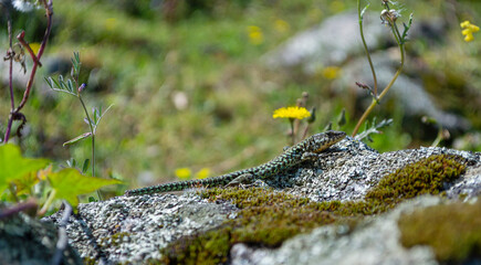 Lézard nonchalant sous le soleil corse