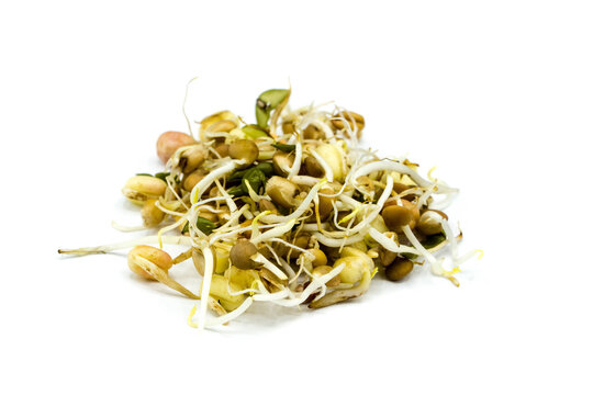 Mung bean sprouts isolated on white background
