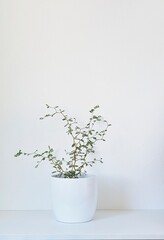 Muehlenbeckia plant in a white pot from a white background