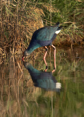 Grey-headed Swamphen with dramatic reflection ion water at Asker Marsh, Bahrain