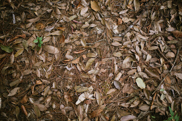 Many dry and dry pine leaves on the ground