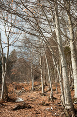 Forest landscape with fallen leaves on ground. Early spring in Dolomites Apls in sunny day, Italy