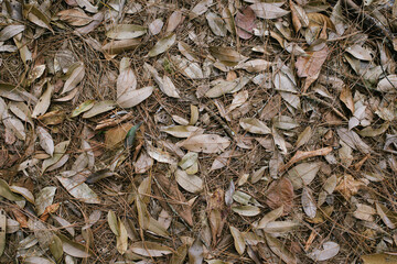 Many dry and dry pine leaves on the ground