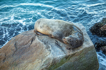 sealion relaxes at a rock