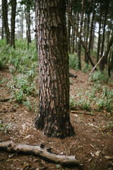 Pine trunk in the middle of a pine forest