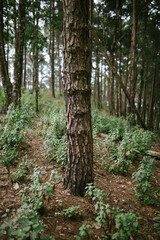 Pine trunk in the middle of a pine forest