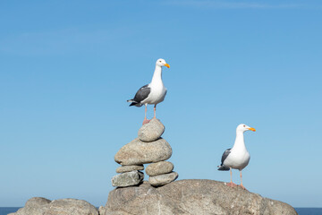 california gulls rest at the rocky coast rests at the rocky coast
