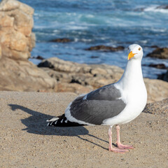 california gull rests at the rocky coast