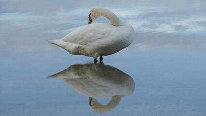 White swan at a lake