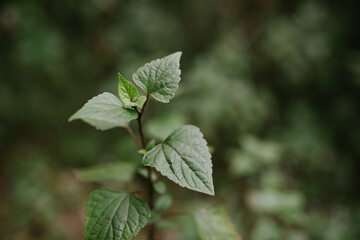 Fototapeta na wymiar Leaf tops and bokeh background