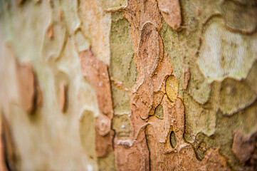 corteccia verde e marrone crea una bella texture - trama - astratto
