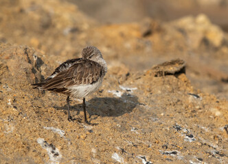 Dunlin resting at Asker Marsh, Bahrain