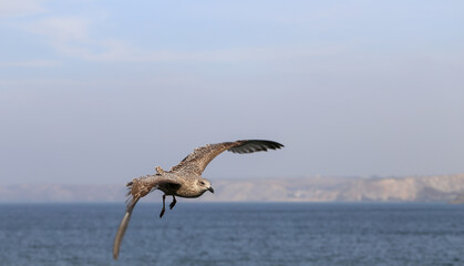 Möwe im Flug an der Küste