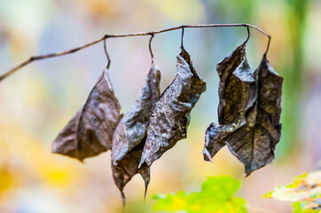 foglie secche appese ad un ramo sembrano pipistrelli - obrazy, fototapety, plakaty