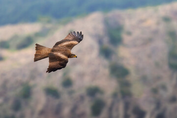 Black kite in flight,Milvus migrans