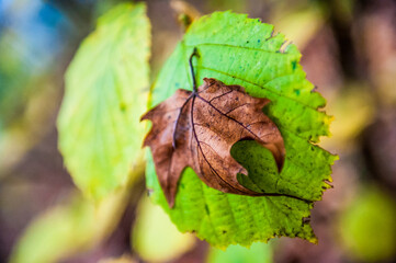 foglia marrone appoggiata su foglia verde - primo piano