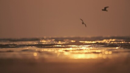 Small shore birds flying over the sea at sunset golden hour slow motion - Powered by Adobe