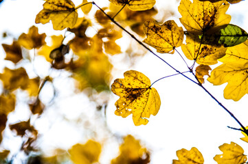 foglie gialle in controluce - autunno